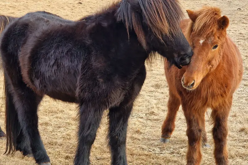 Caballos islandeses de crin larga en un prado